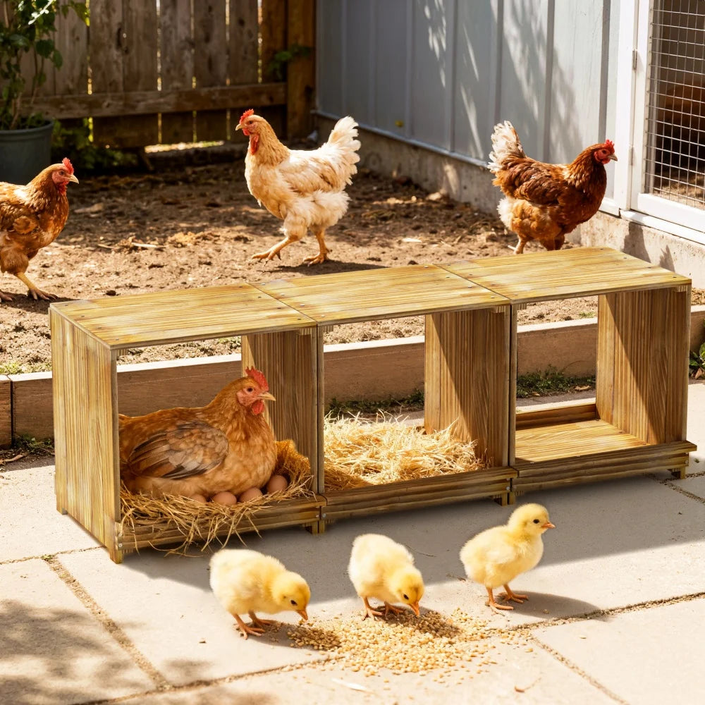 Pine wooden chicken nesting boxes, 3-compartment design, for easy egg collection; hens and chicks nearby.