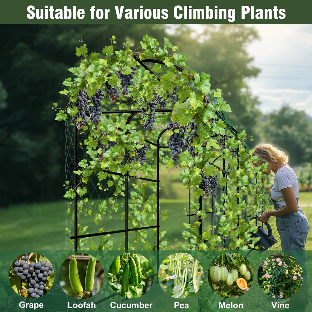 U-shaped metal garden trellis by S And B Enterprise for climbing plants, supporting grapevines