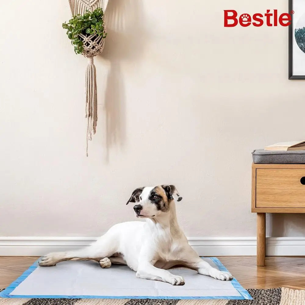 Extra Large Pet Training Pads 40 Count Absorbent Leak Proof by S And B Enterprise