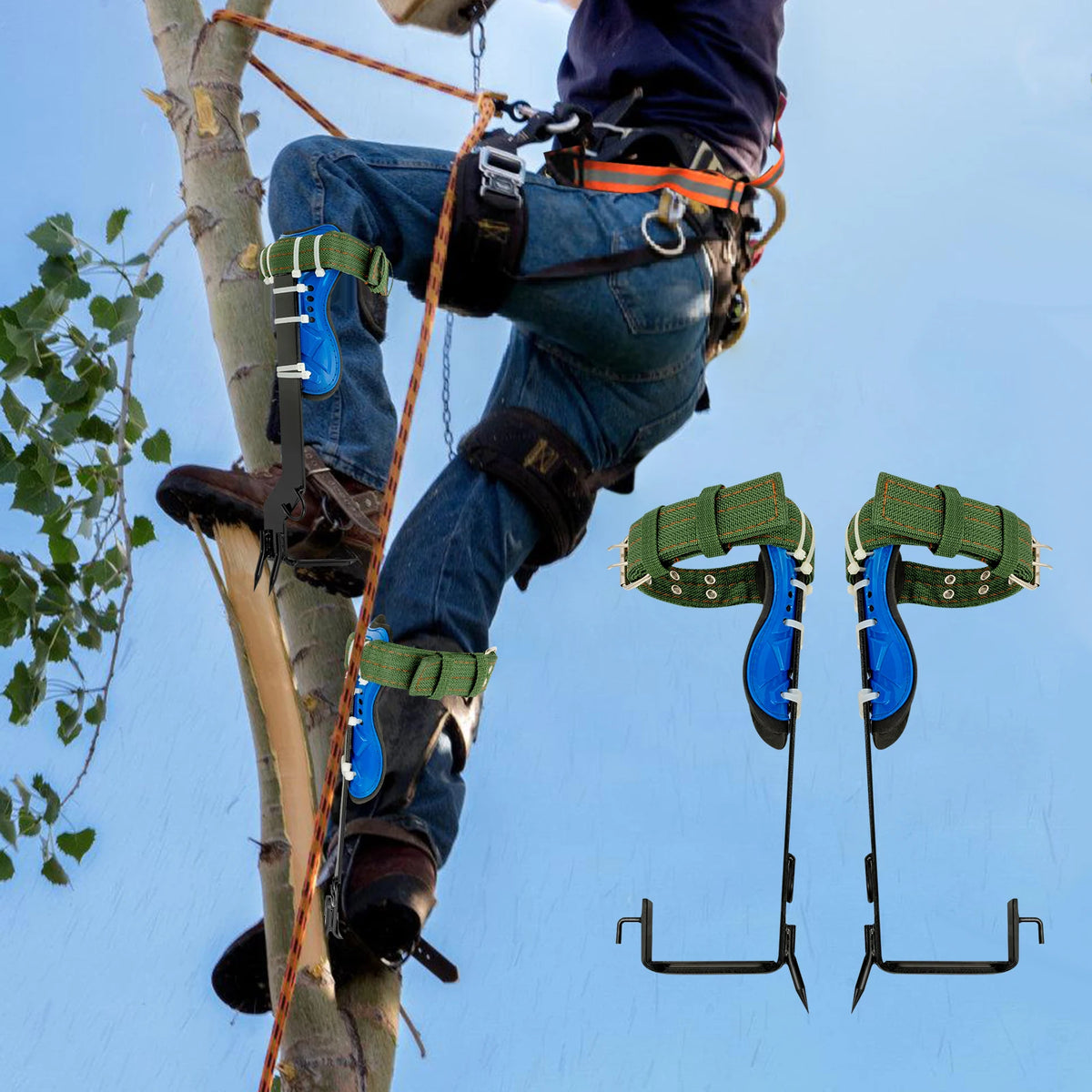 Tree climbing spikes kit with safety harness and gloves; pair of blue leg spurs with green straps
