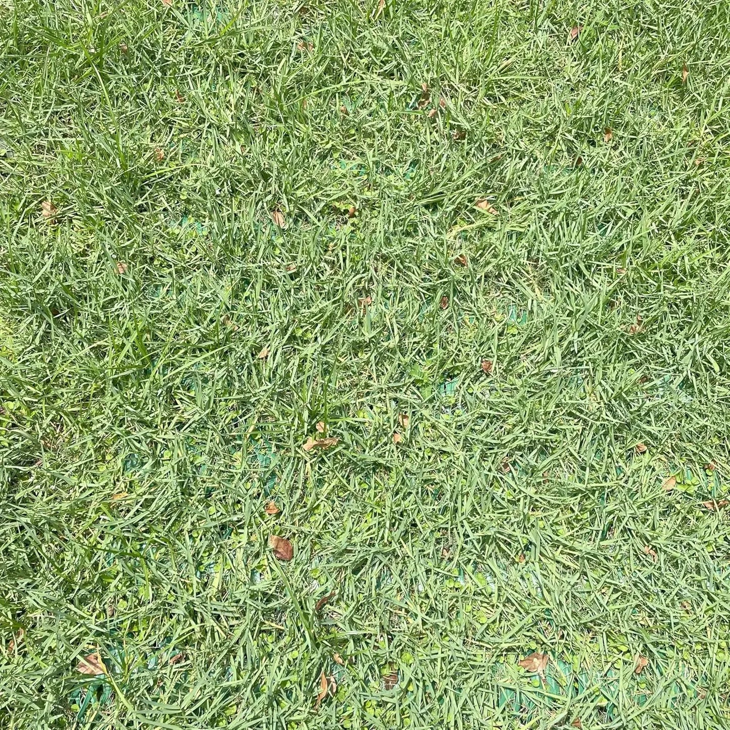 Reinforced Grass Protection Mesh Roll With Staples by S And B Enterprise