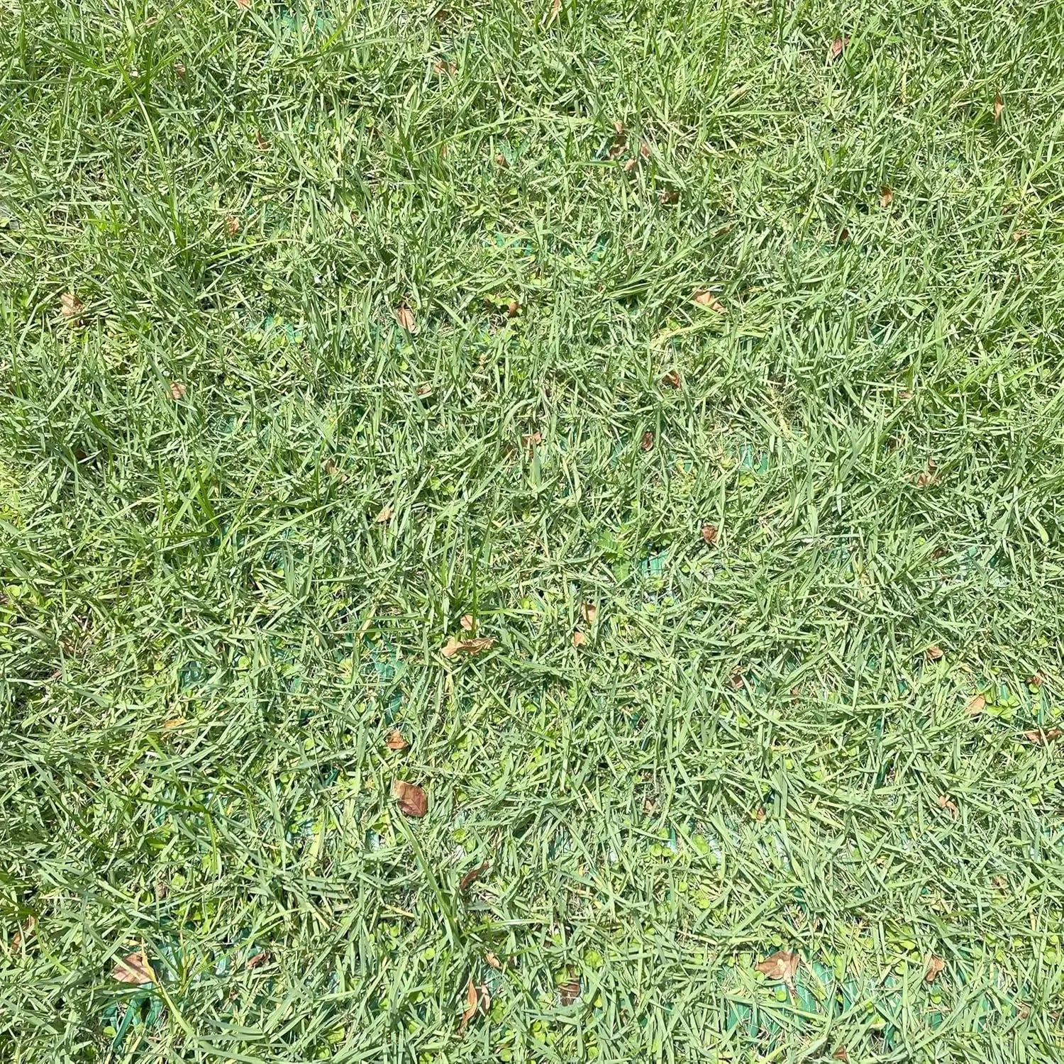 Reinforced Grass Protection Mesh Roll With Staples by S And B Enterprise